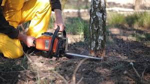  Lafayette, CA Tree Removal Services Pros