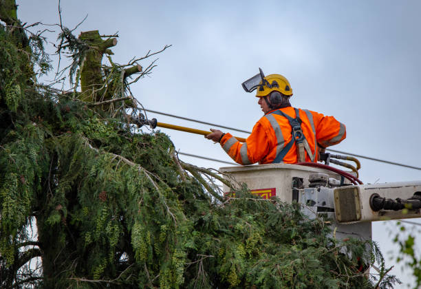 Mulching Services in Lafayette, CA