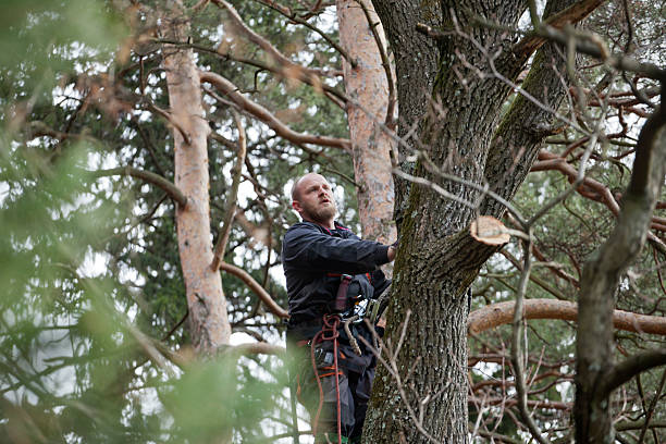 Best Tree Disease Treatment  in Lafayette, CA